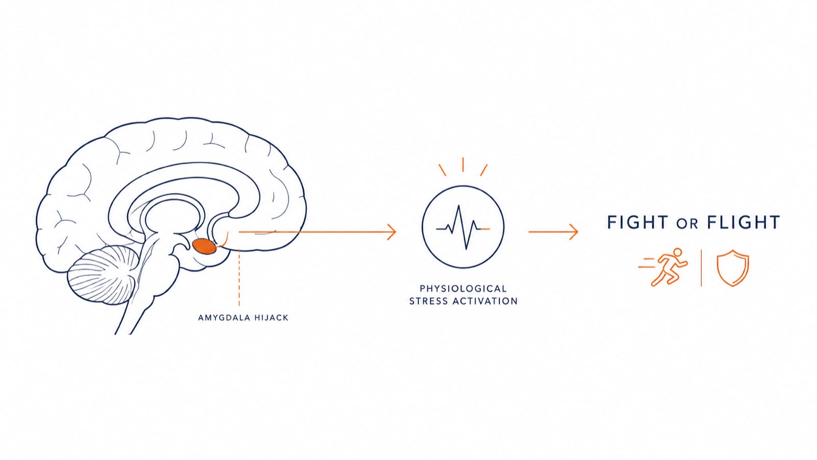 Diagram showing physiological stress activation and the fight or flight response