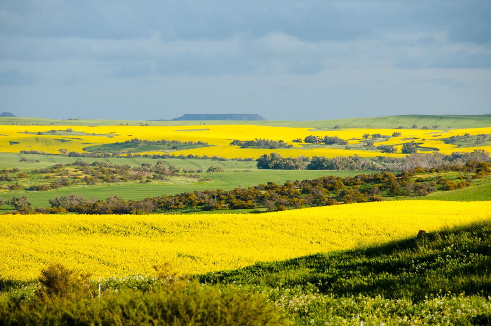 Grain country in the Esperance mallee