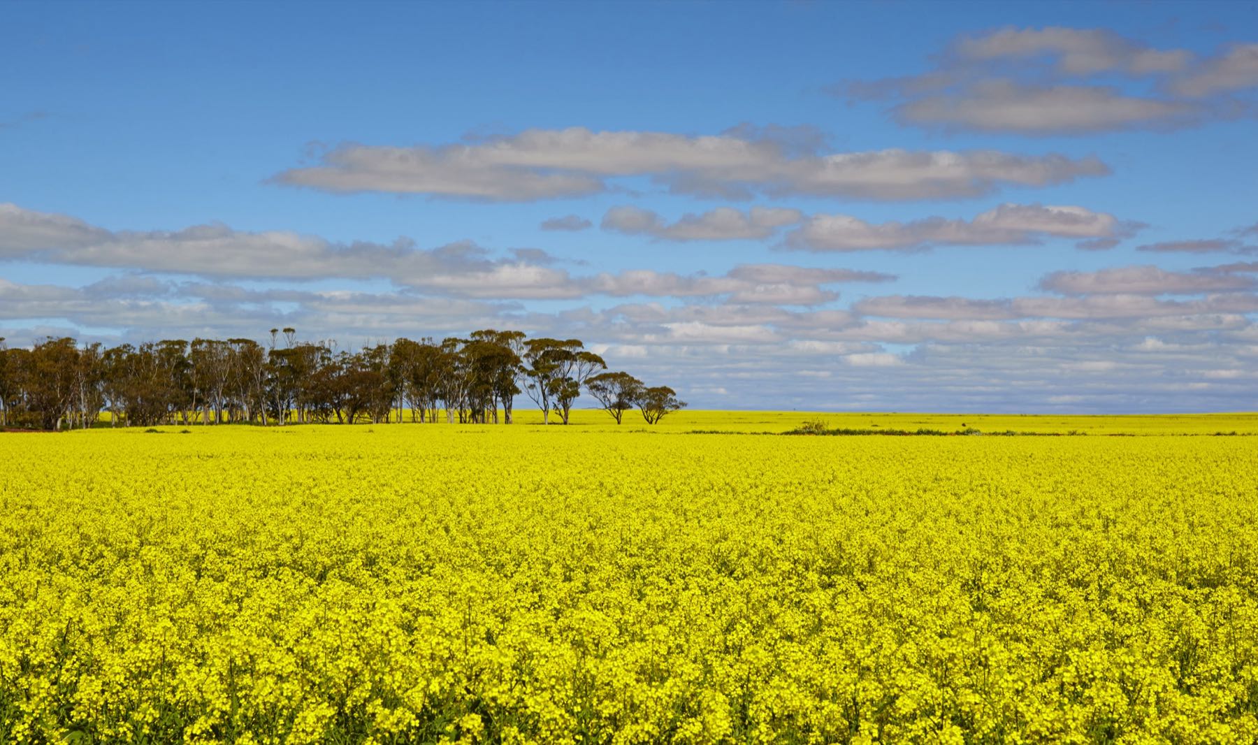 Rural Western Australian farmland and canola fields under a blue sky