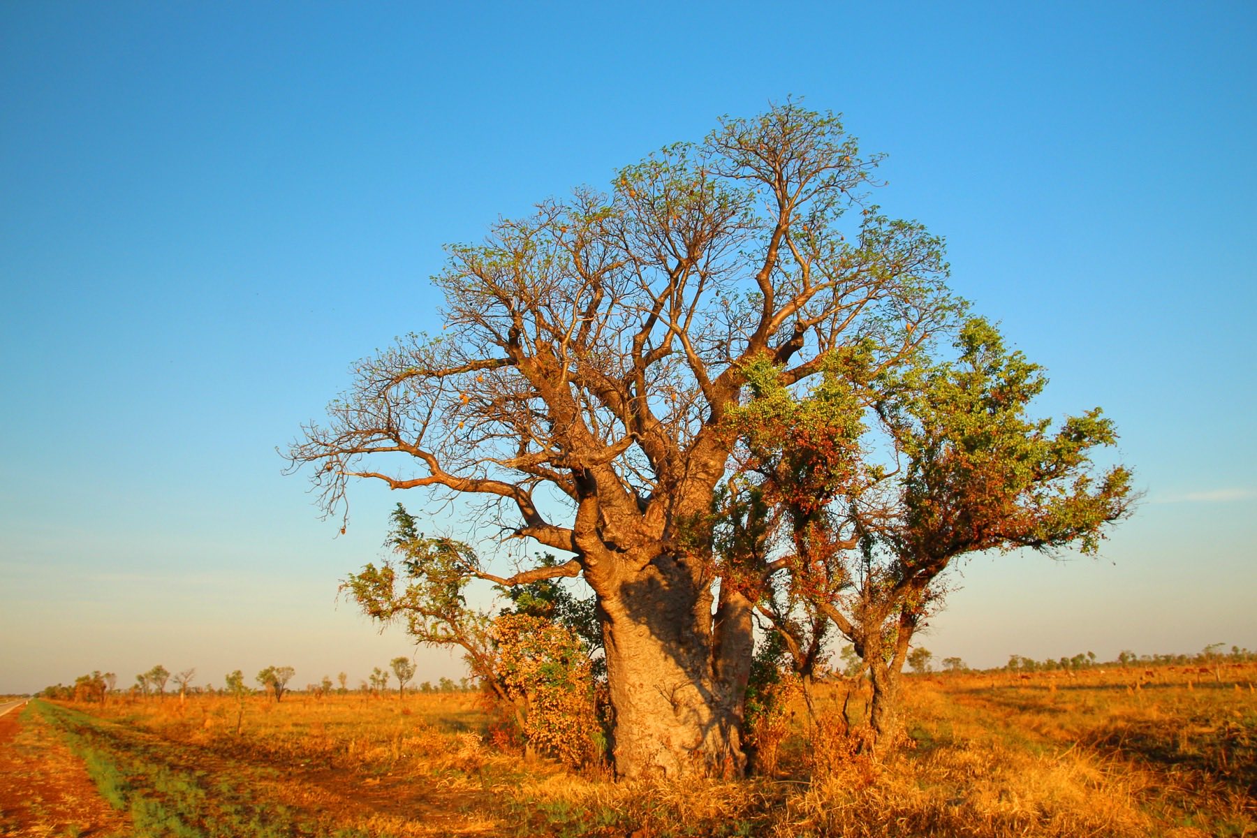 A boab tree in the Kimberley landscape