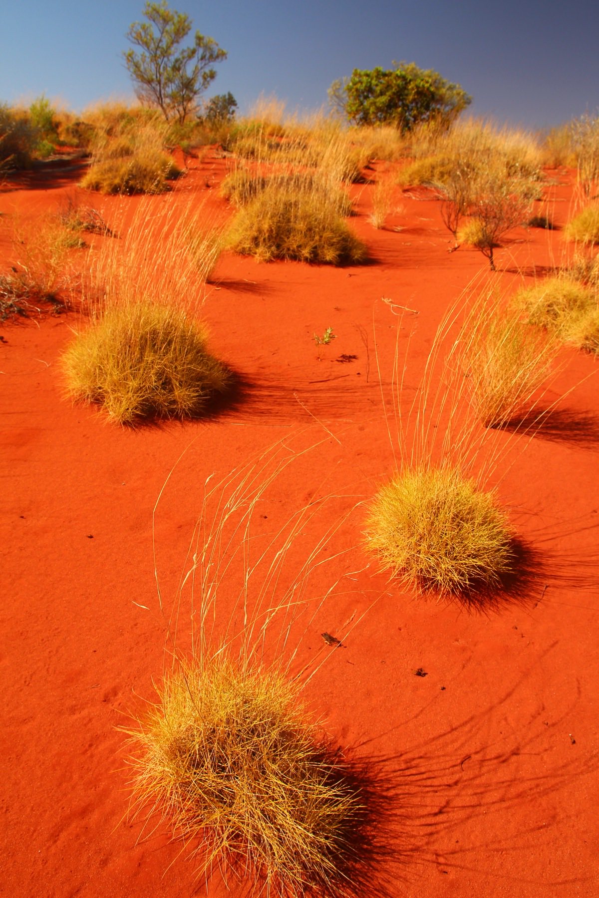Pindan country and red earth in the Kimberley