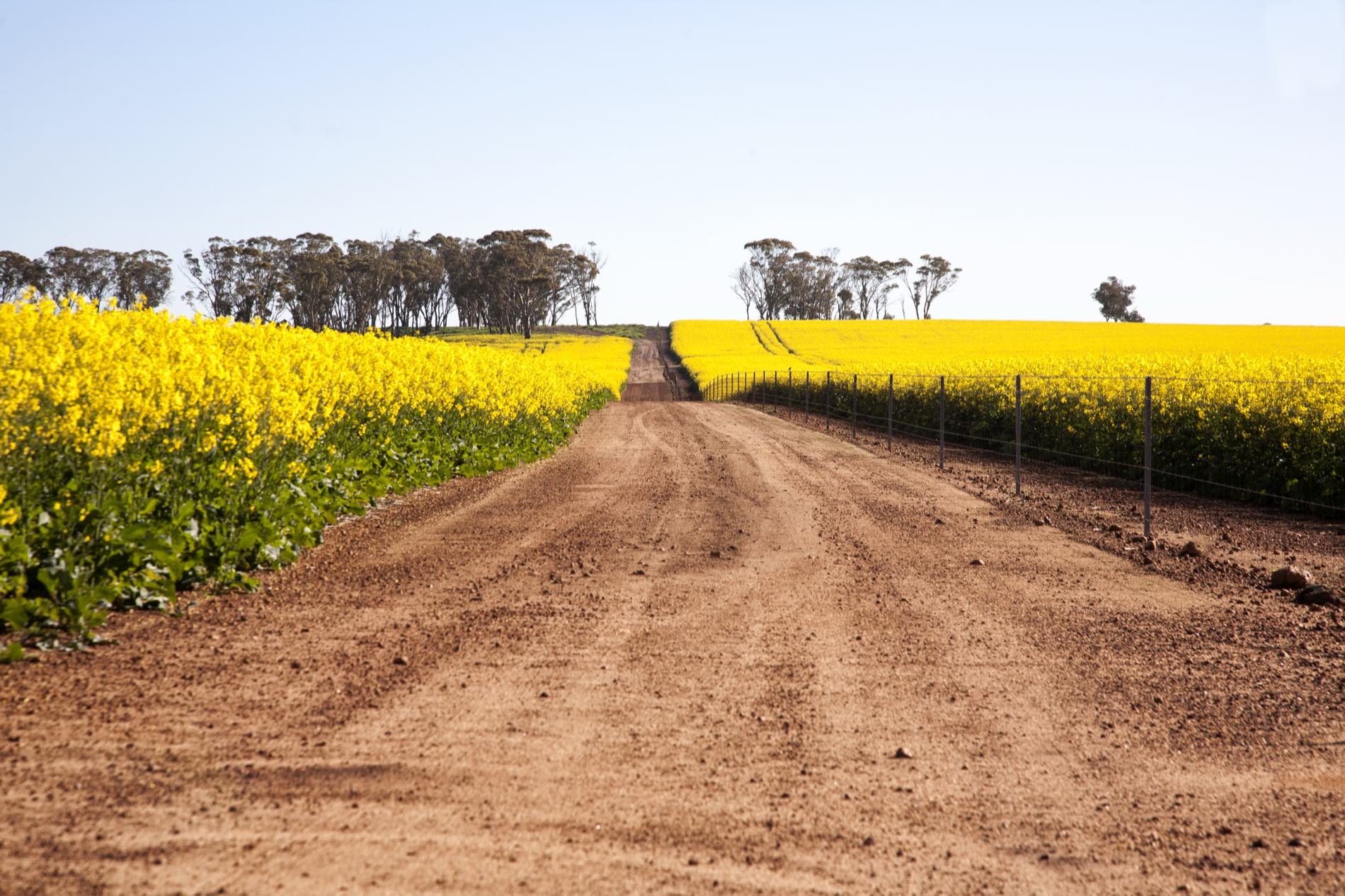 A dirt road running through canola country in the Mid West