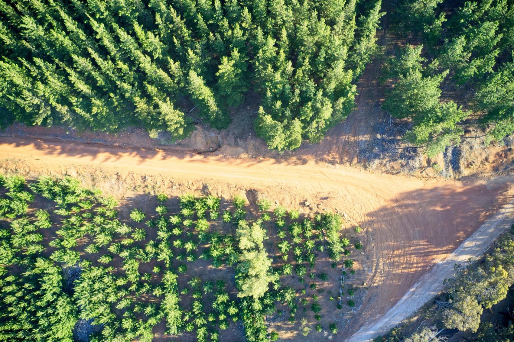 Aerial view of plantation forestry in the South West