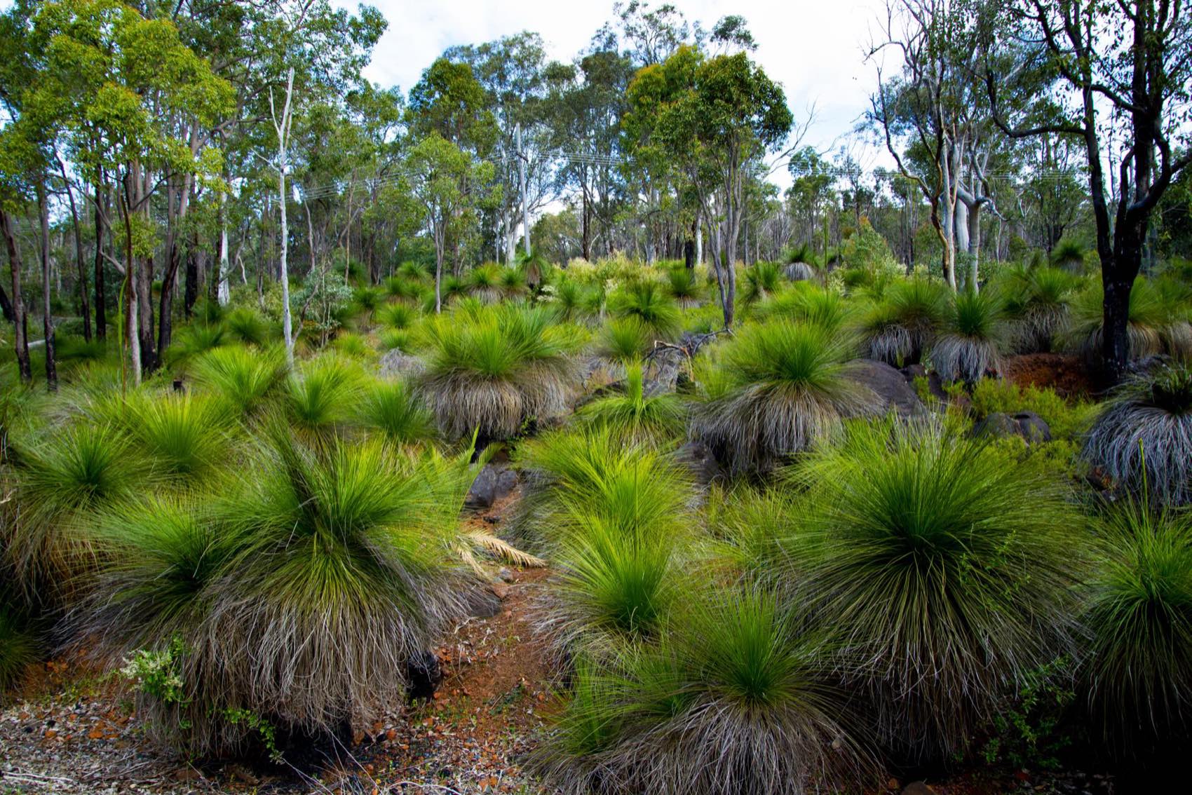 Grass trees in jarrah forest in the South West
