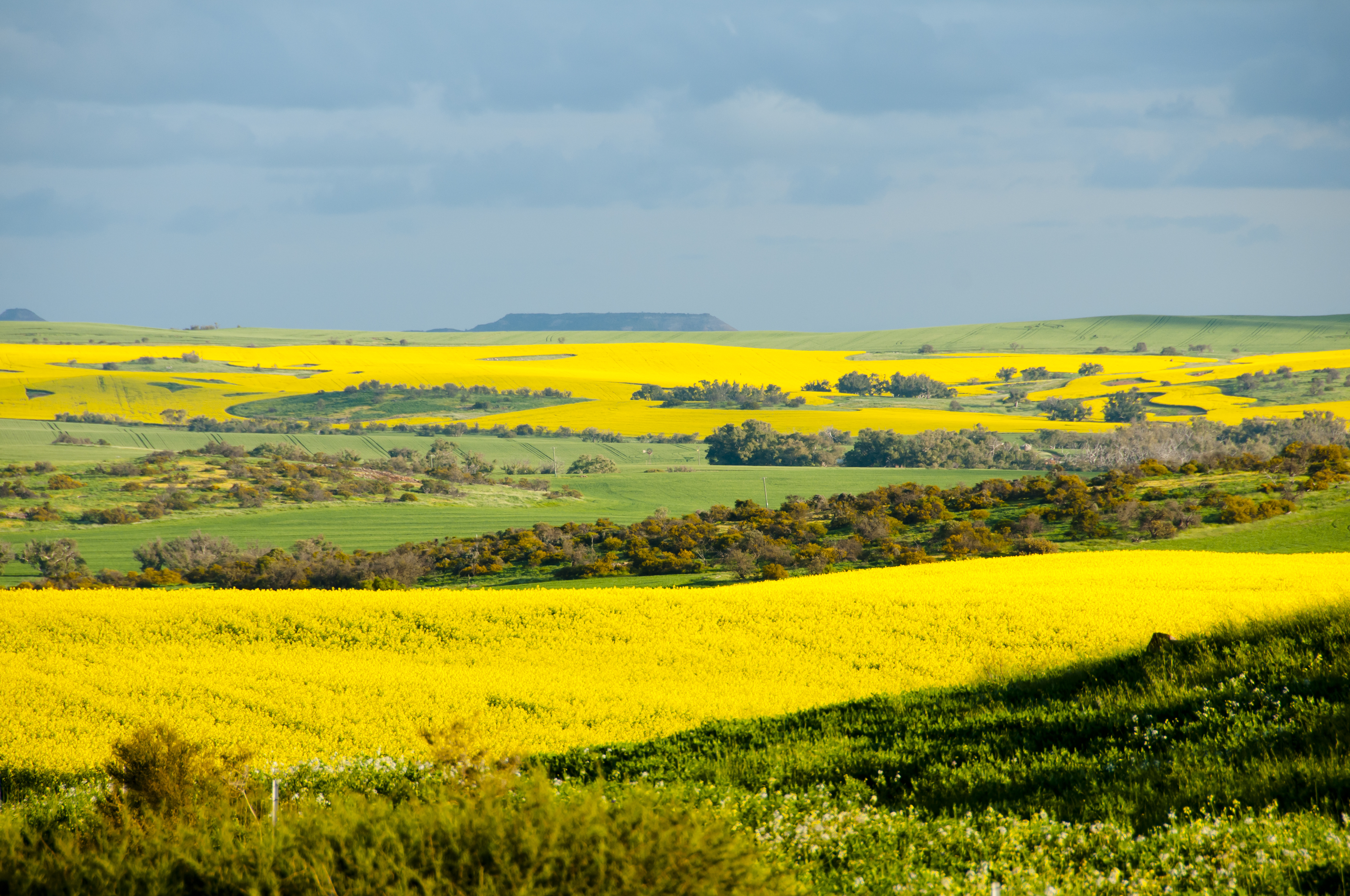 Rolling Wheatbelt farmland with flowering canola under a storm sky